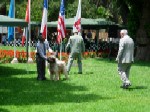 Chewbaka en la pista en la Quinta Vergara en exposición del Kennel Club de Chile.