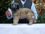 Bernadette Reve de Etranger, cachorra briard de la camada 2007 posando para la foto