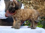 Bernard Reve de Etranger, cachorro briard de la camada 2007 posando para la foto