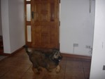 Amelie Rêve d´Étranger. Cachorra de Hugo Eagles y Montserrat del Maipo Gina. Primer lugar en categoría especial (para cachorros de 3 a 6 meses) del Kennel Club de Chile