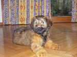 Amelie Rêve d´Étranger. Cachorra de Hugo Eagles y Montserrat del Maipo Gina. Primer lugar en categoría especial (para cachorros de 3 a 6 meses) del Kennel Club de Chile