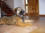 Amelie Rêve d´Étranger. Cachorra de Hugo Eagles y Montserrat del Maipo Gina. Primer lugar en categoría especial (para cachorros de 3 a 6 meses) del Kennel Club de Chile