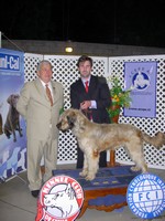 Hugo Eagles (Conocido como Chewbaka) con su handler y propietario Ivan Zilic Schmidt en el podio con el juez argentino Sr. Adriano Bosa en la exposición del Kennel Club de Chile. Hugo Eagles. Obtuvo en esa exposición el primer lugar, mejor de raza y CAC (Certificado de Aptitud de Campeón)