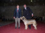 Hugo Eagles (Conocido como Chewbaka) junto al Señor Juez Leslie Rogers (Canadá), quien le otorgó CACIB (Certificado de aptitud al Campeonato Internacional de Belleza de la FCI) en la exposición del NKC en Argentina y su handler Ivan Zilic.