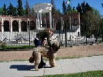 Chewbaka posa para la foto en la ciudad de Cipolletti antes de la exposición del Neuquén Kennel Club en Argentina. Melania Zilic lo acompaña.