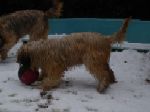 Gina disfrutando con la pelota en la nieve caida en Santiago
