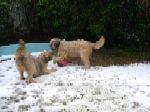 Gina y Chewbaka disfrutando con la pelota en la nieve caida en Santiago